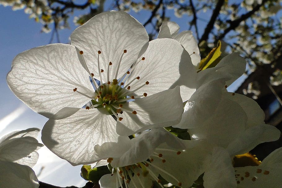flower, cherry, white, spring, flowering, fruit tree, white flowers HD wallpaper