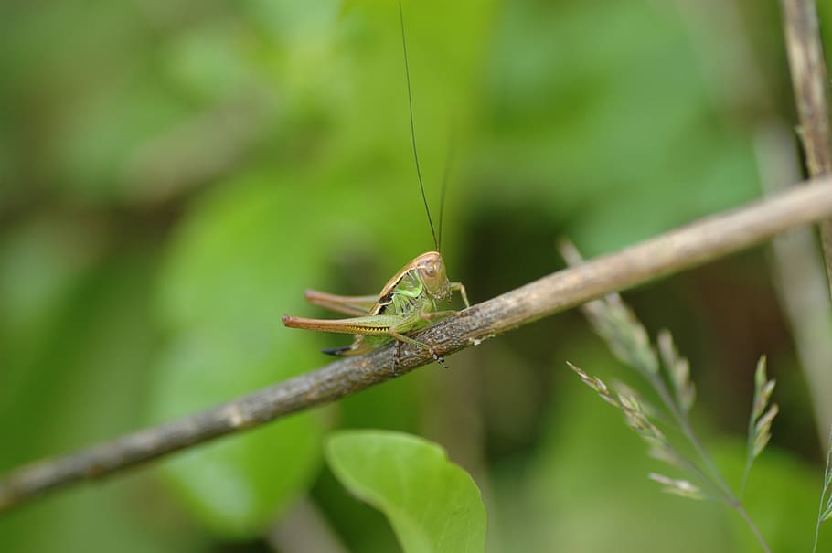 grasshopper, green, insect, nature, animal, viridissima, macro HD wallpaper