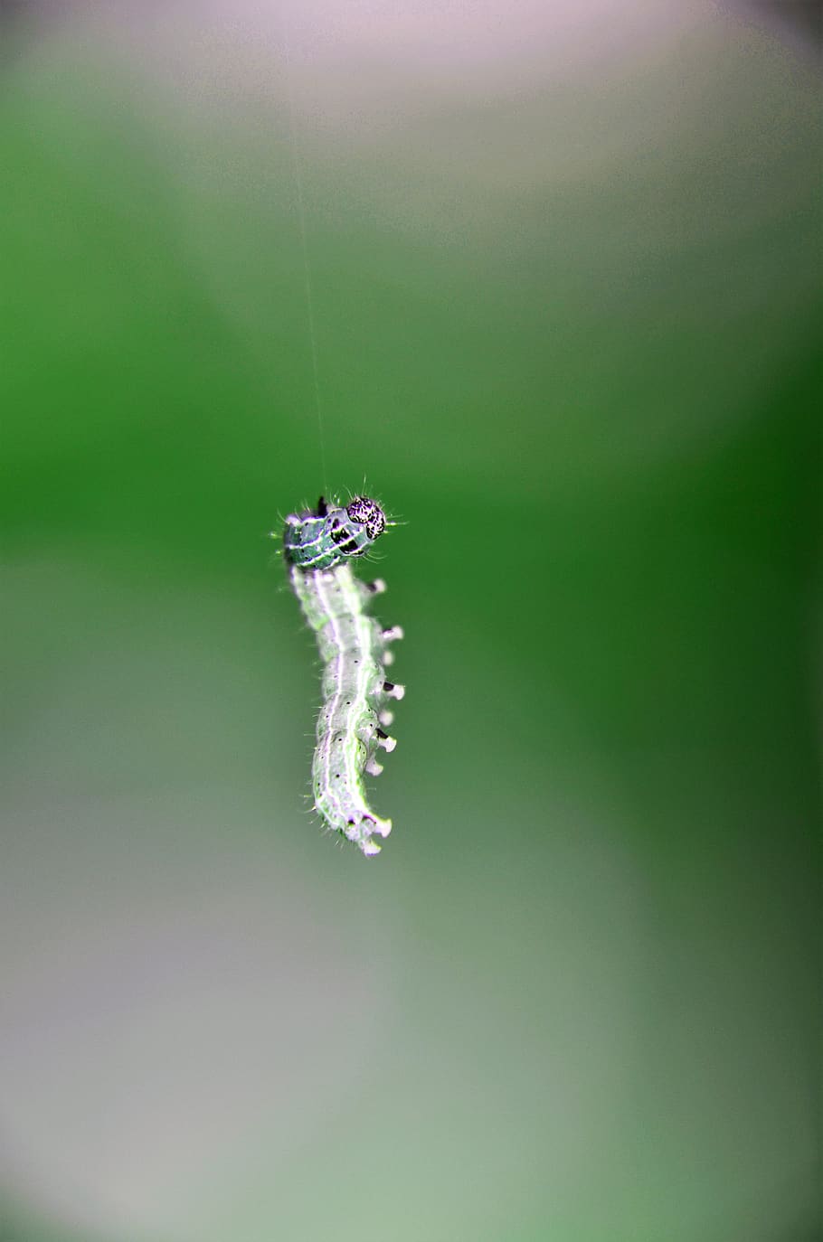 insect, nature, butterfly, caterpillar, one animal, animal themes HD wallpaper