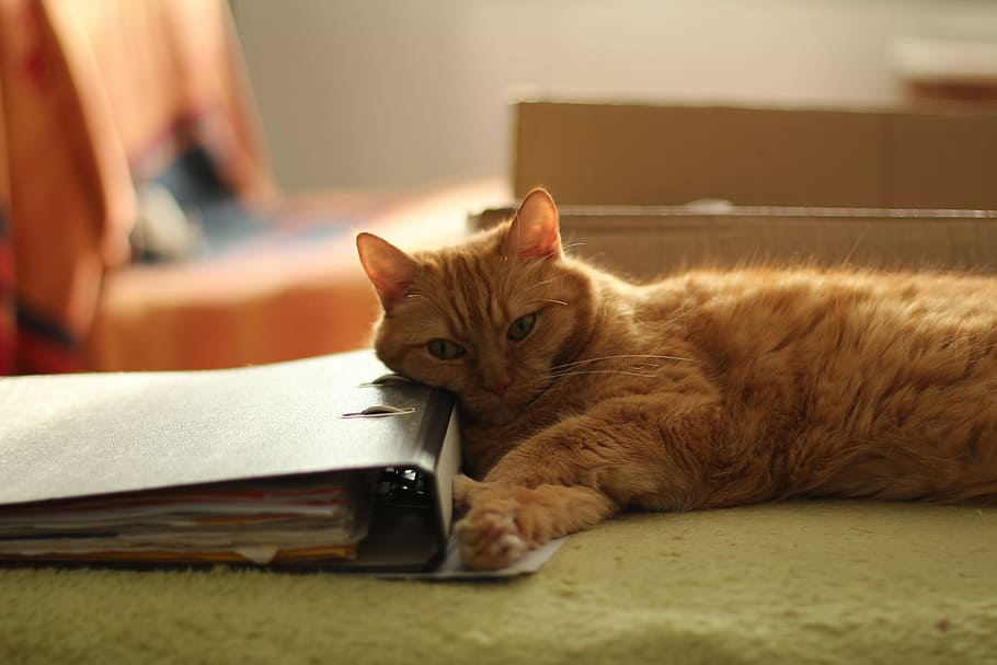 Sofa, Red Cat, Fur, Pet, domestic cat, pets, one animal, animal themes HD wallpaper