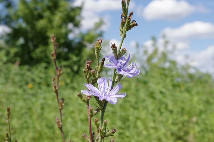 common chicory, flower, field, meadow, russia, flowering plant HD wallpaper