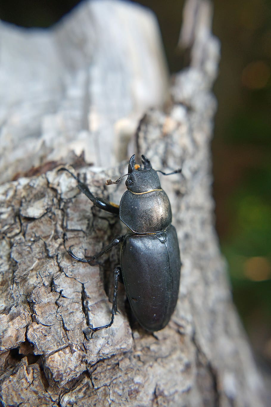 Stag Beetle, great stag beetle, lucanus cervus, female, one animal HD wallpaper