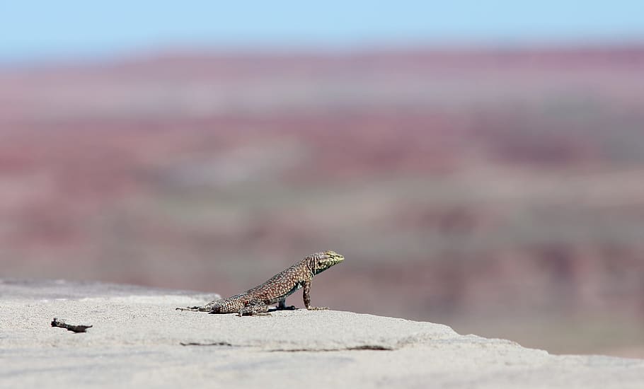Lizard, Desert, Mountain, Animal, Nature, wildlife, reptile HD wallpaper