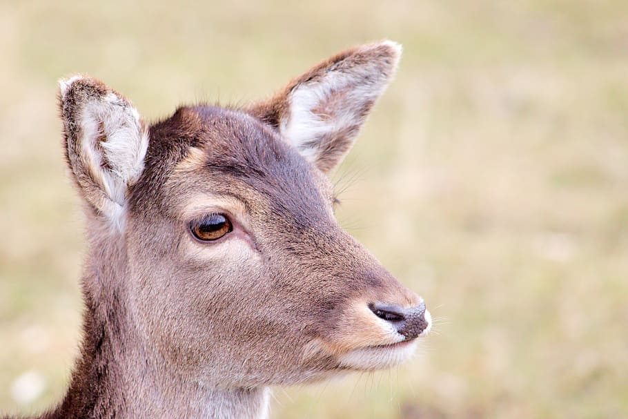 roe deer, fallow deer, nature, animal, young deer, scheu, head HD wallpaper