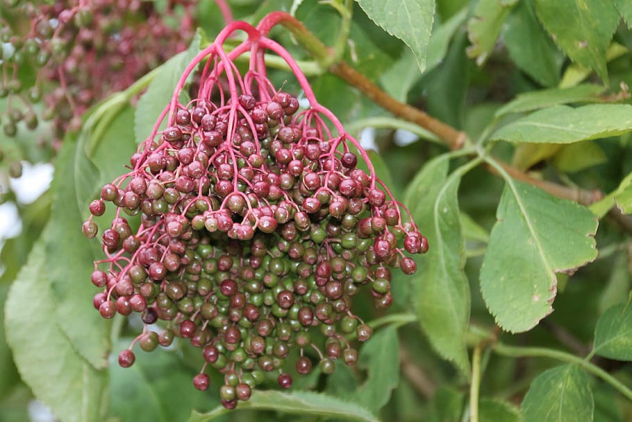 elder, elderberries, holder bush, nature, fruit, food, leaf HD wallpaper