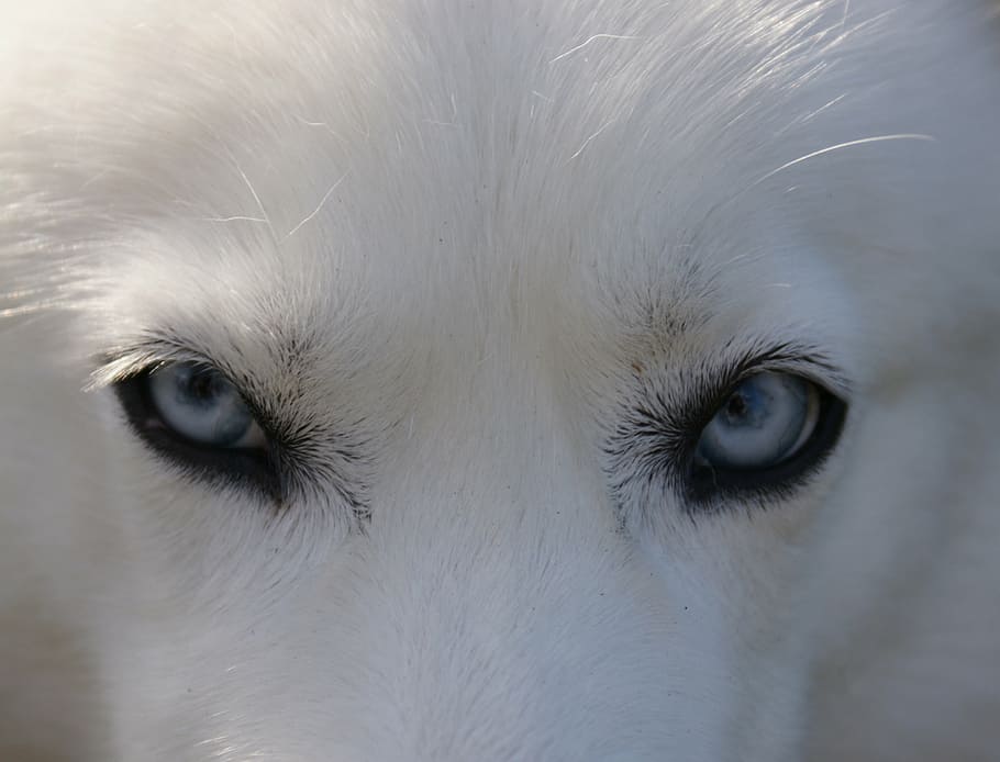 adult white Siberian husky, eyes, blue, dog, doggy, arctic HD wallpaper