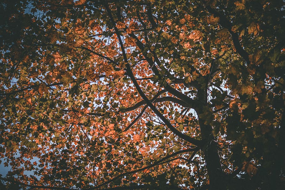 worm's-eye view photography of brown leaves tree, low angle photography of brown leaf tree HD wallpaper