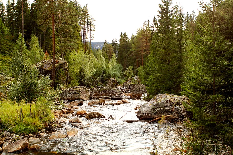 norway, river, forest, stones, idyll, tree, plant, beauty in nature HD wallpaper