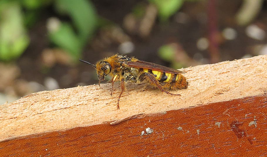 macro, insect, wasp, armenia, animal wildlife, one animal, invertebrate HD wallpaper