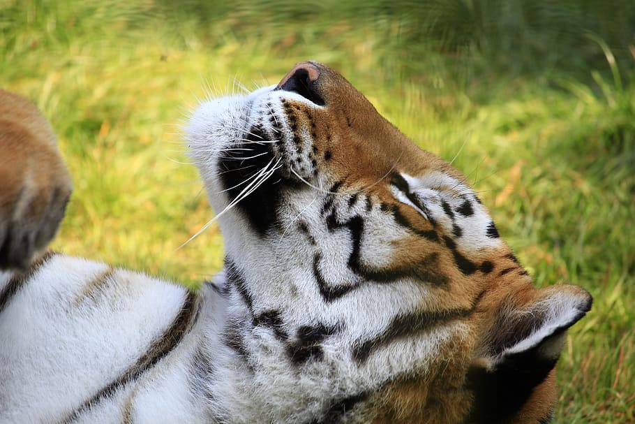 focus photography of tiger, head, cat, cat face, portrait, fur HD wallpaper