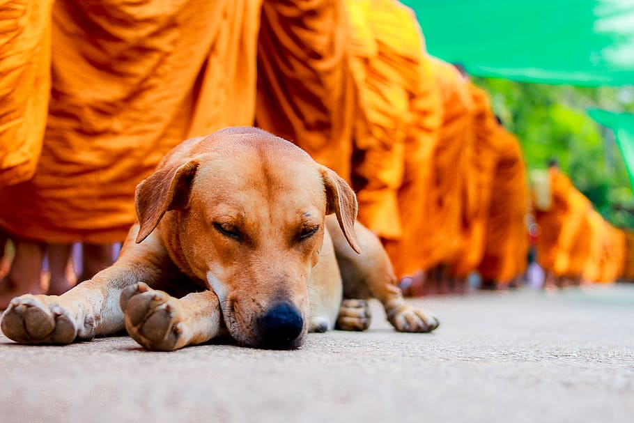 dog, cute, พระ, white feather, mastiff, breed, asleep HD wallpaper