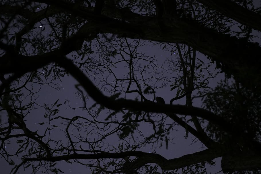 silhouette photography of withered tree, bottom view of tree HD wallpaper