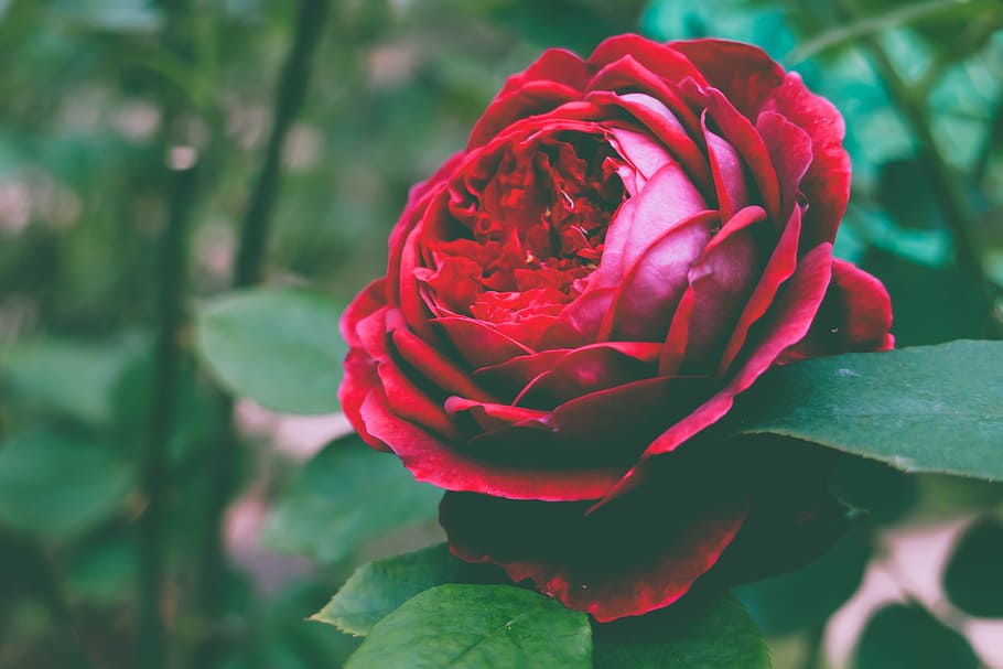 rose, flower, romantic, flowering plant, beauty in nature, vulnerability HD wallpaper