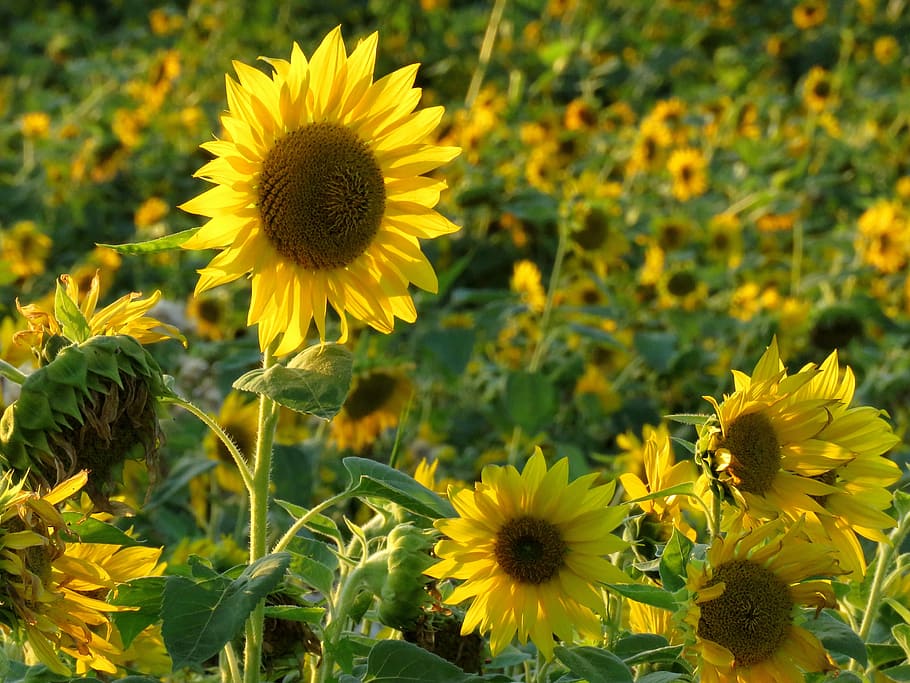 sun flower, field, summer, yellow, sunflower field, flowering plant HD wallpaper