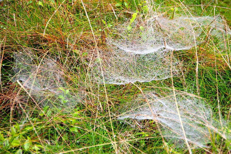 Meadow, Spin, Weave, Nature, grass, no people, day, outdoors HD wallpaper