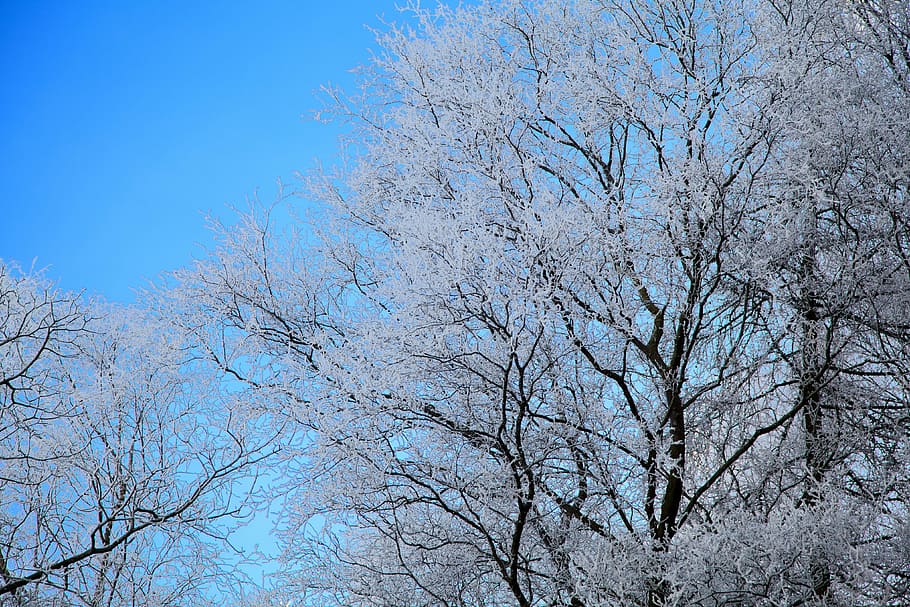 Branch, Chill, Chilly, Cold, blue, ze, frost, frosty, hoar, HD wallpaper