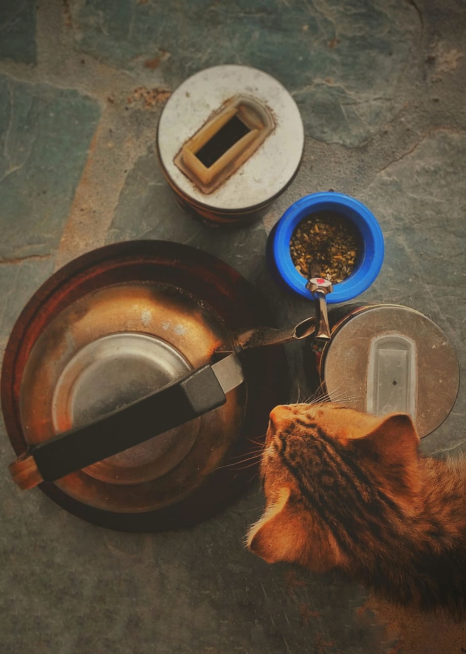 Orange Tabby Cat, animal, antique, container, drink, feline, food HD wallpaper