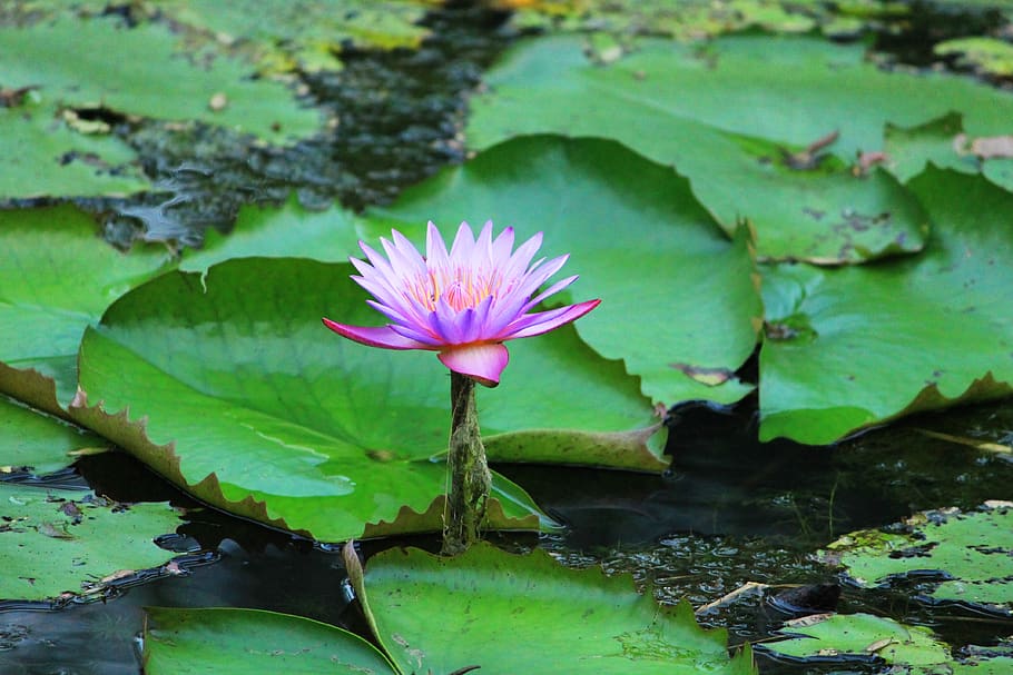 pool, lotus, leaf, nature, aquatic, amble, lily, flower, water lily HD wallpaper
