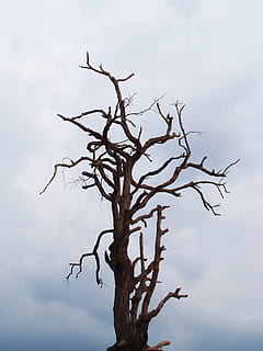Tree, Dead, Branch, Old, Bough, big, white, background, outdoor HD wallpaper