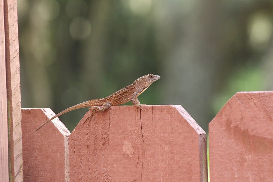 gecko, lizard, nature, animals in the wild, one animal, animal themes HD wallpaper