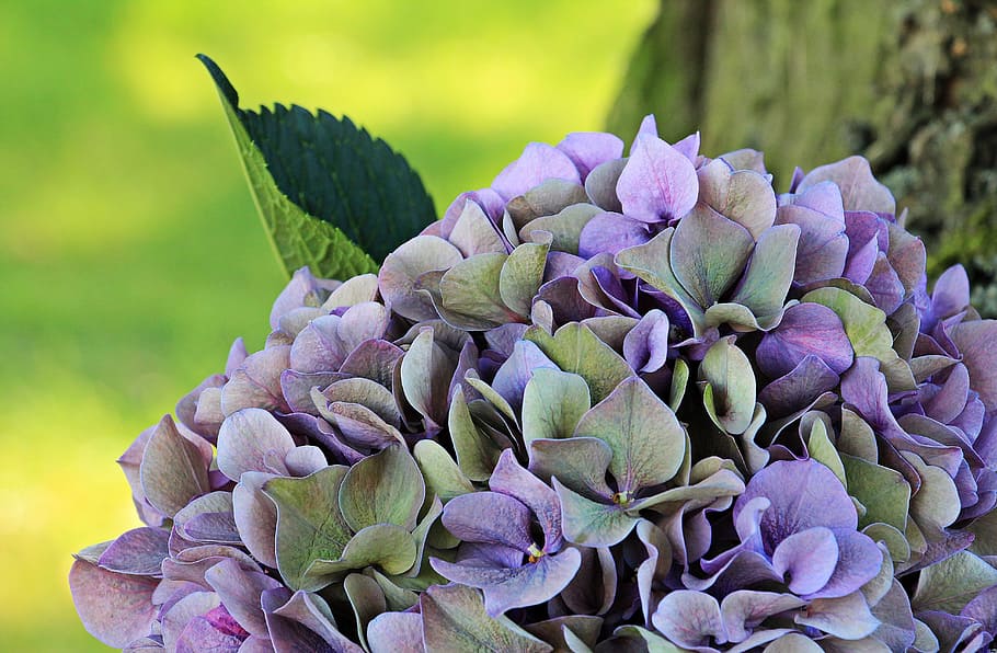 purple and grey petaled flowers, hydrangea, blossom, bloom HD wallpaper