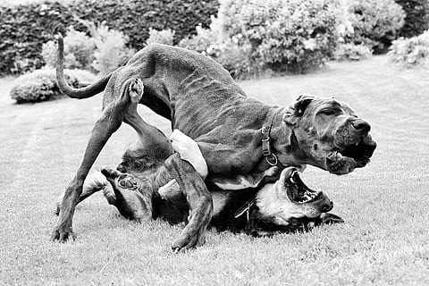 Great Dane, Judo, Match, dog, animal themes, mammal, outdoors HD wallpaper