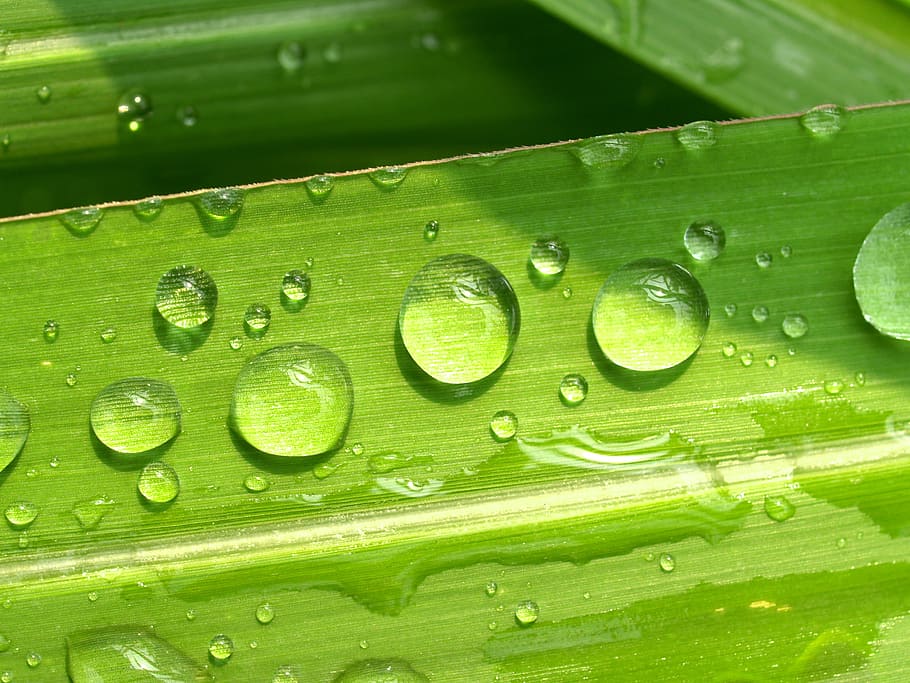 water, drops, leaf, grass, green, dew, rain, closeup, life, HD wallpaper