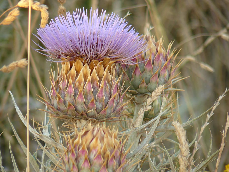 thistle, field, grass, plant, beauty in nature, flower, growth HD wallpaper