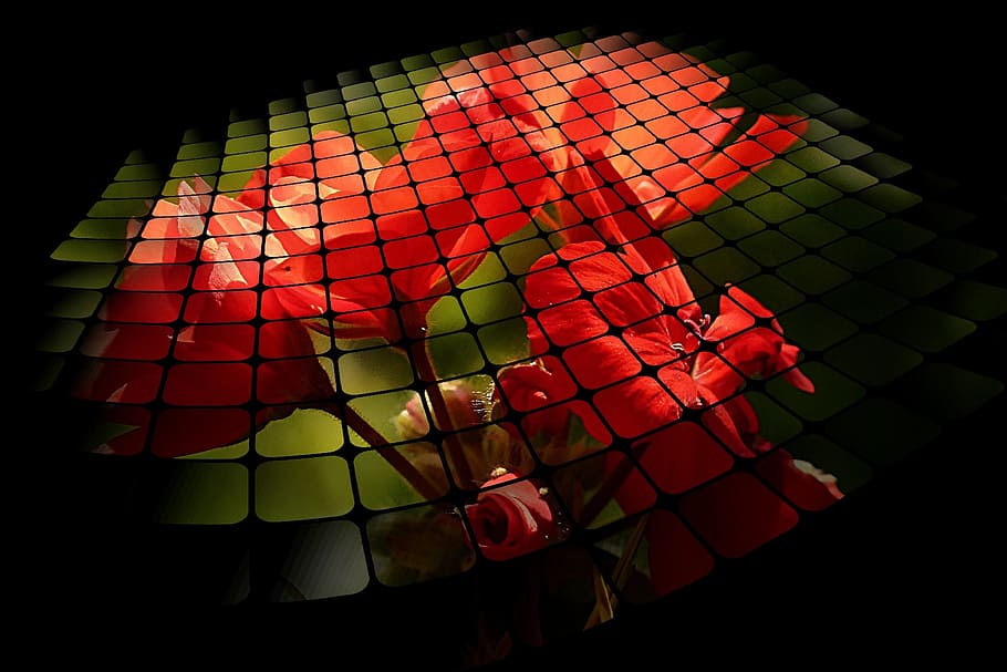 red flowers digital wallpaper, three d grid, nature, plant HD wallpaper