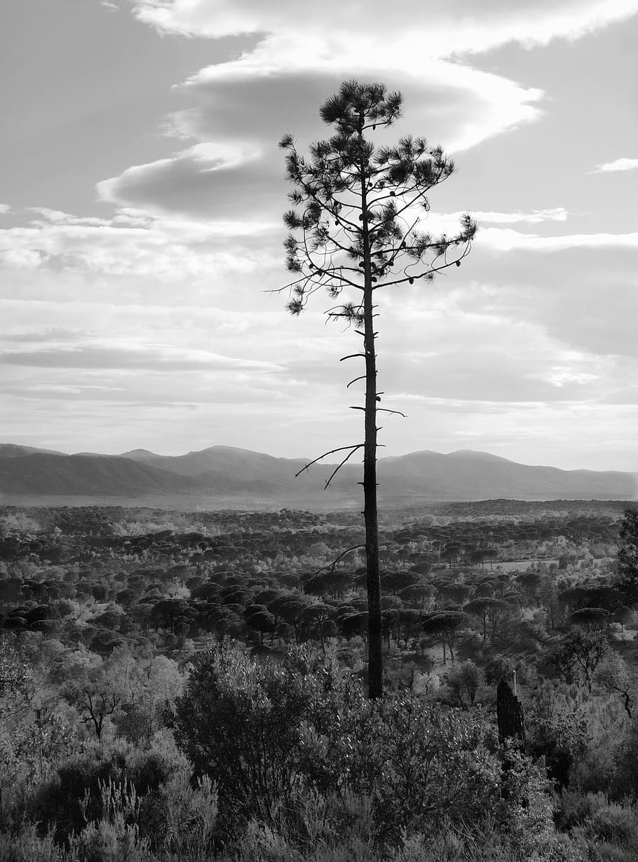 pine, plain, landscape, mediterranean, wood, trees, pinewood HD wallpaper