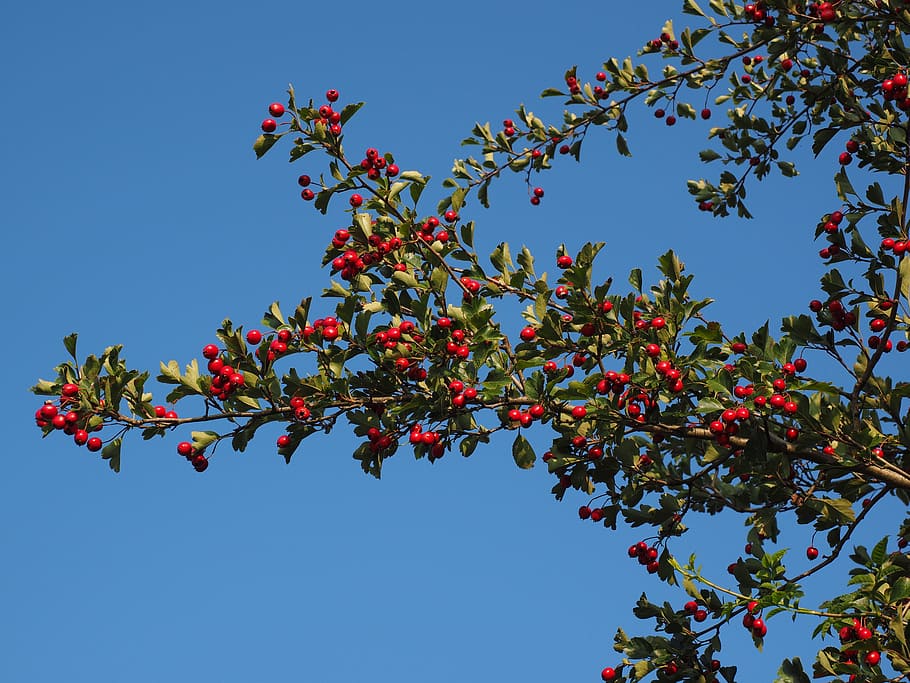 Berries, Fruits, red, eingriffeliger hawthorn, bush, hedge
