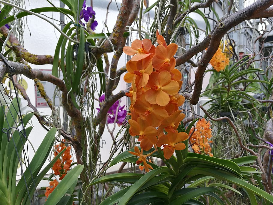 exotic, flower, yellow, nature, bloom, blossom, exotics, tropical HD wallpaper