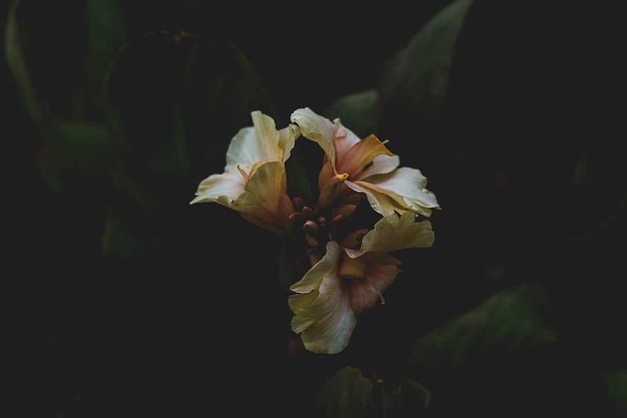 beige flower macro photography, white flowers, dark, petals, garden HD wallpaper
