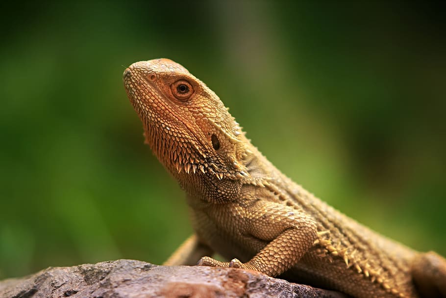 selective focus photography of brown bearded dragon, lizard, fauna, HD wallpaper