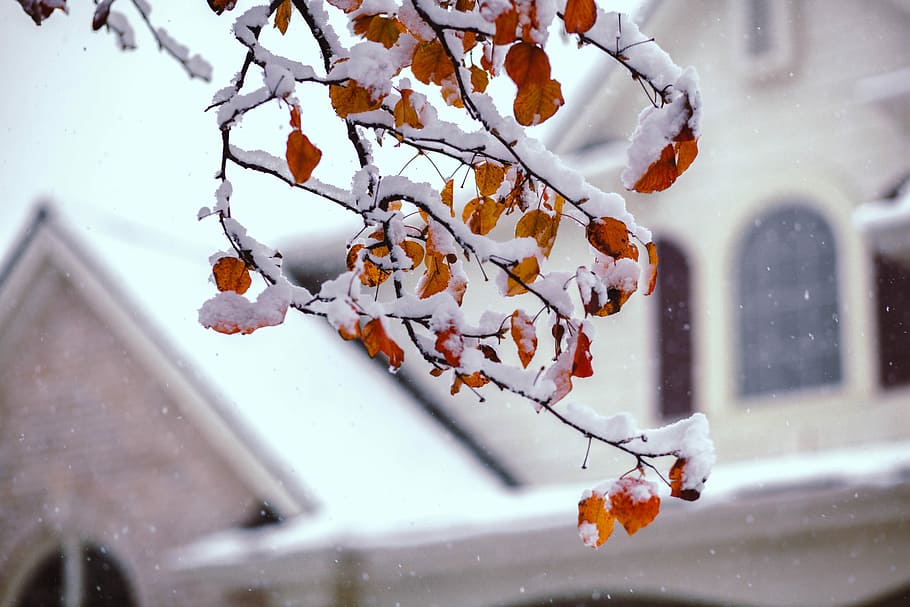 shallow focus photography of tree branch bearing fruits covered in snow, brown tree leaves covered with snow HD wallpaper