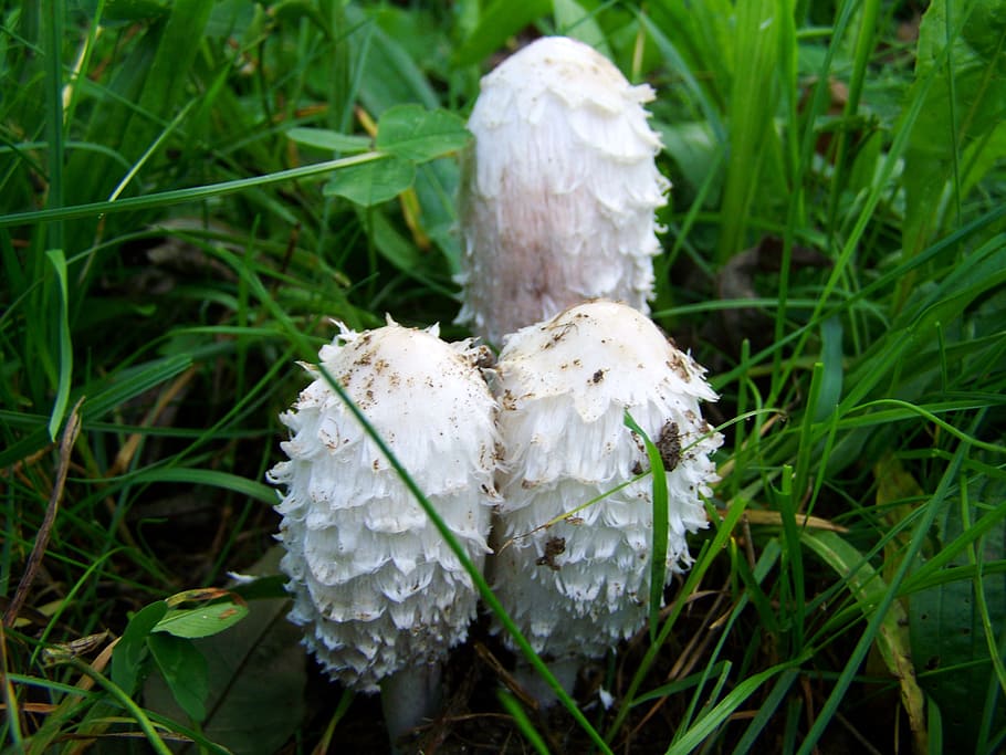 coprinus comatus, white fungus, nature, plant, growth, mushroom HD wallpaper