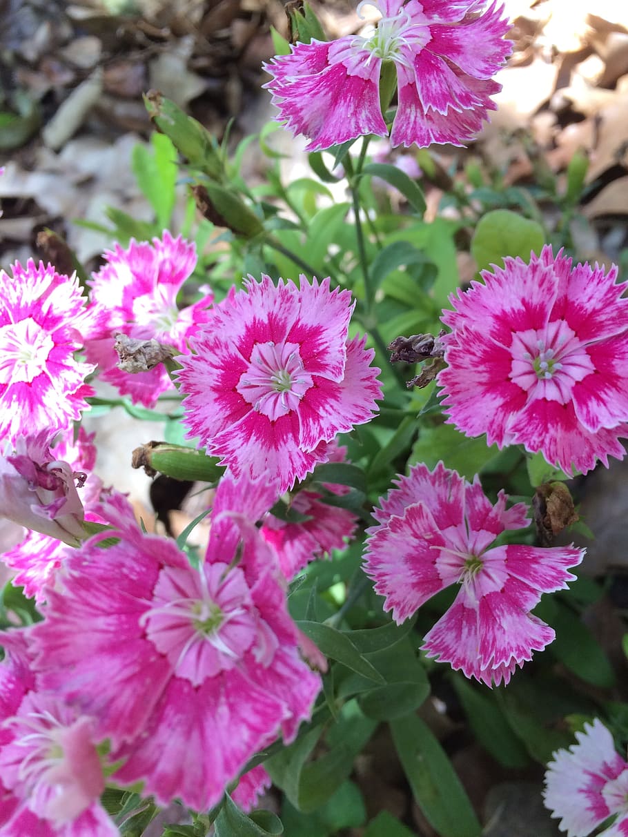 Sweet William, Flowers, Spring, Pinks, nature, plant, pink Color HD wallpaper