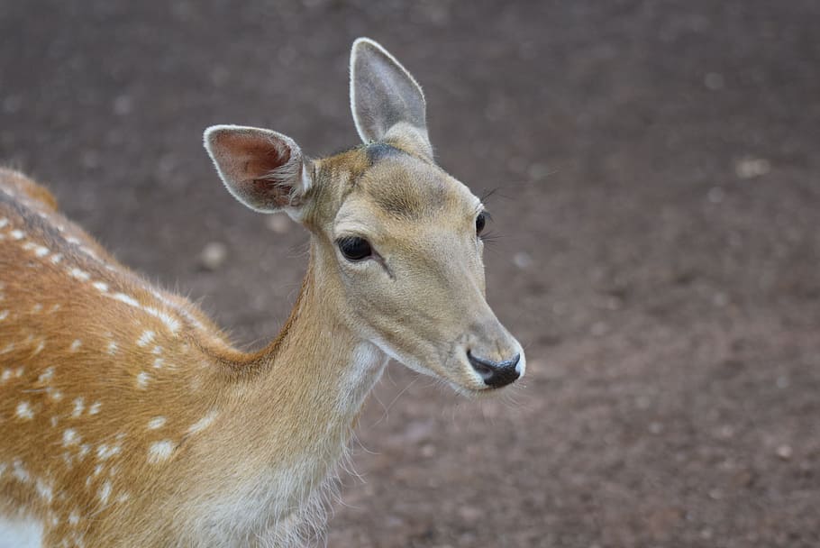 Roe Deer, Animals, Wild, Forest, Nature, wilderness, bambi HD wallpaper