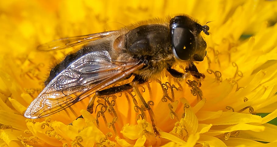 bee, flower, flowers, bug, yellow, dandelion, animal, animal themes HD wallpaper
