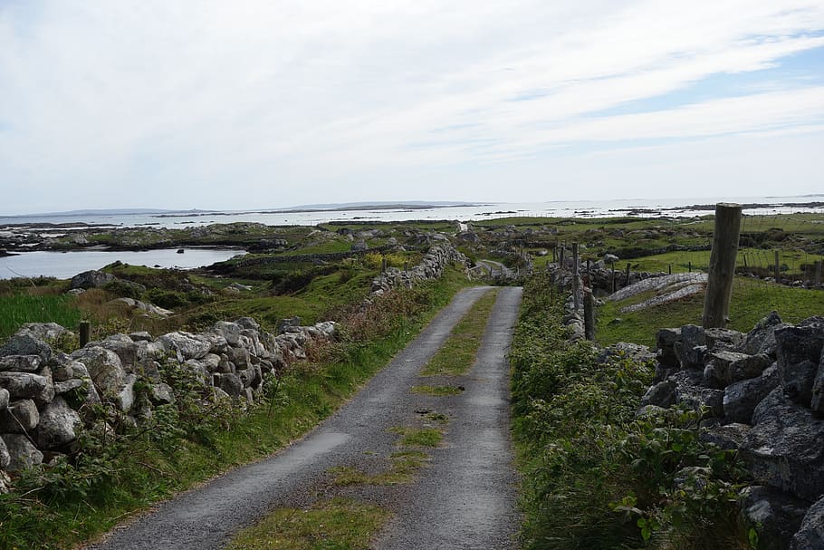 ireland, galway, bay, sheep, nature, sea, only, connemara, sky