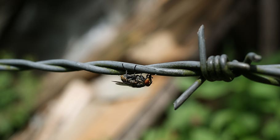nature, insects, fly, bichito, barbed wire is, fence, protection HD wallpaper