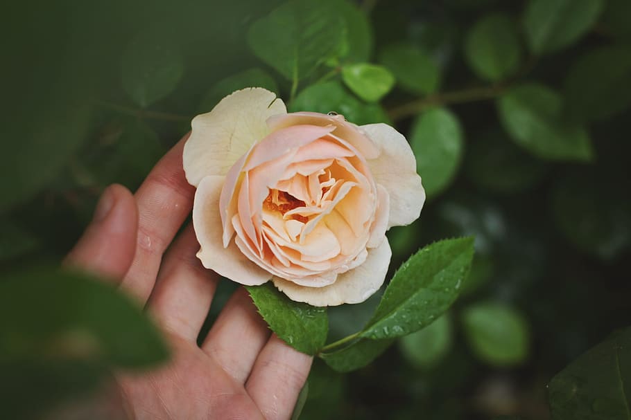 person holding pink rose in tilt shift lens shot, flower, hand HD wallpaper