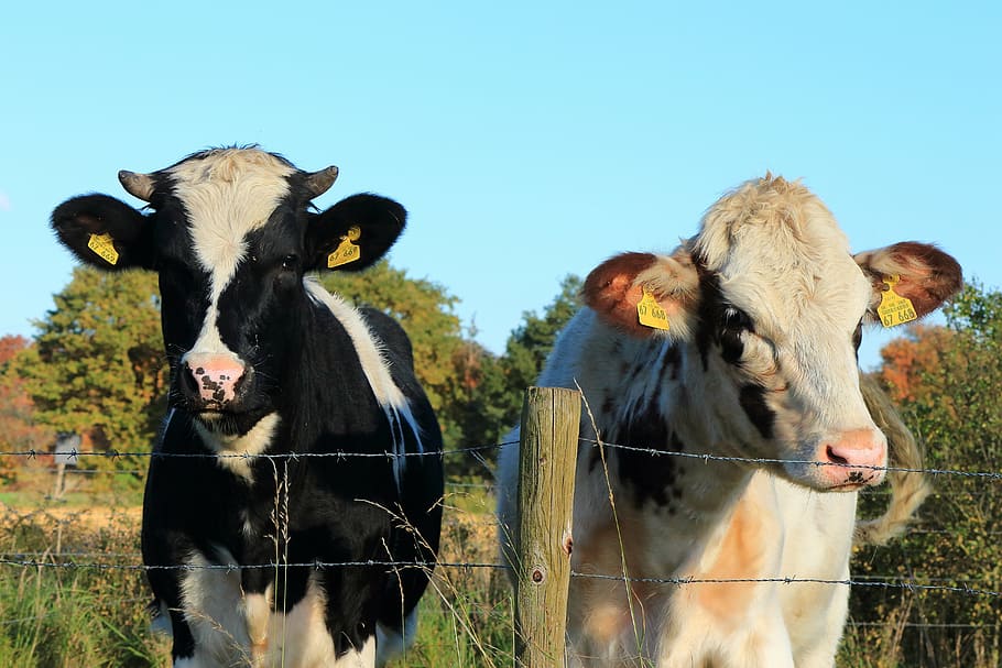 two cows standing on grass field, pasture, cattle, farmer, meadow HD wallpaper