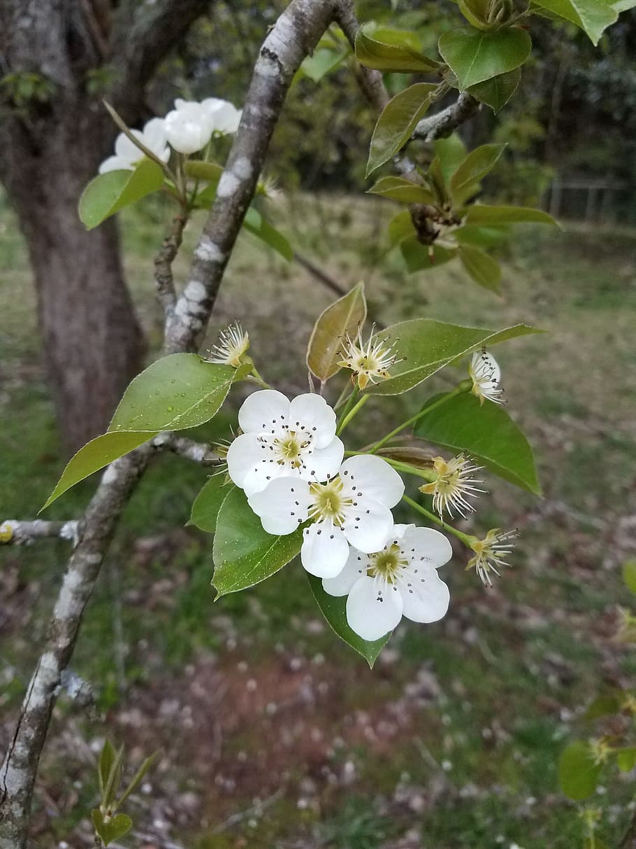 HD wallpaper: pear, tree, fruit, flower, blossom, plant, flowering