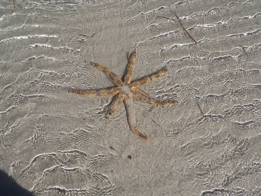 starfish, sea, ebb, shallow water, molluscs, sea animals, australia HD wallpaper