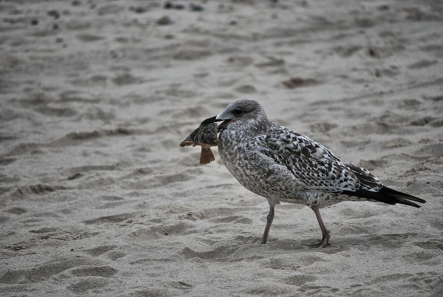 bird, seagull, gray, animal, animal wildlife, vertebrate, animals in the wild HD wallpaper