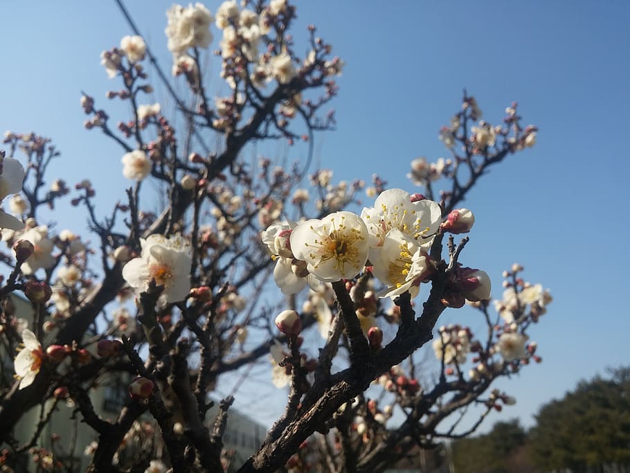 Spring, Flowers, Plum, sky, blue, beautiful, tree, blossom HD wallpaper