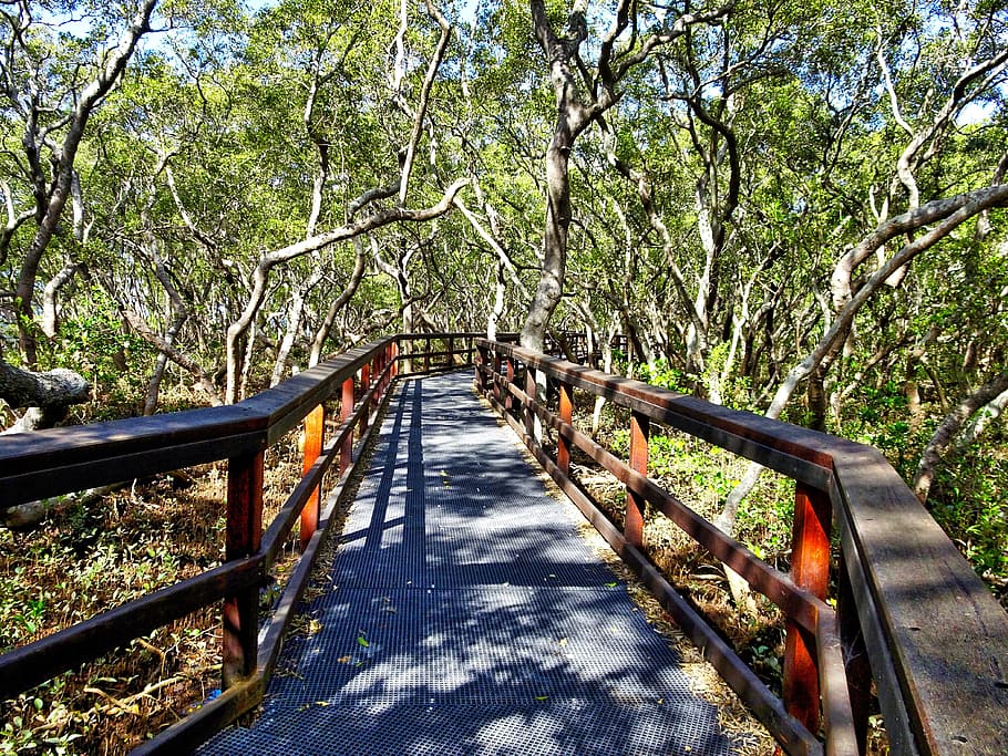 Walkway, Trail, Wooden, Pathway, hiking, tree, outdoors, day HD wallpaper