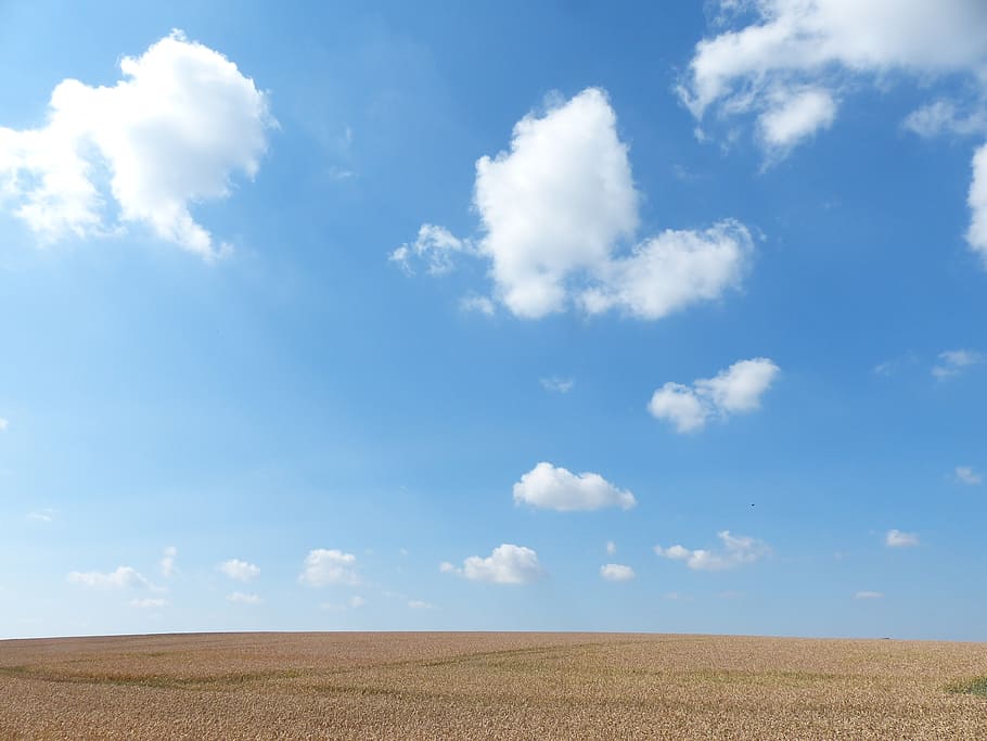white and blue sky, cornfield, summer, clouds, arable, agriculture HD wallpaper