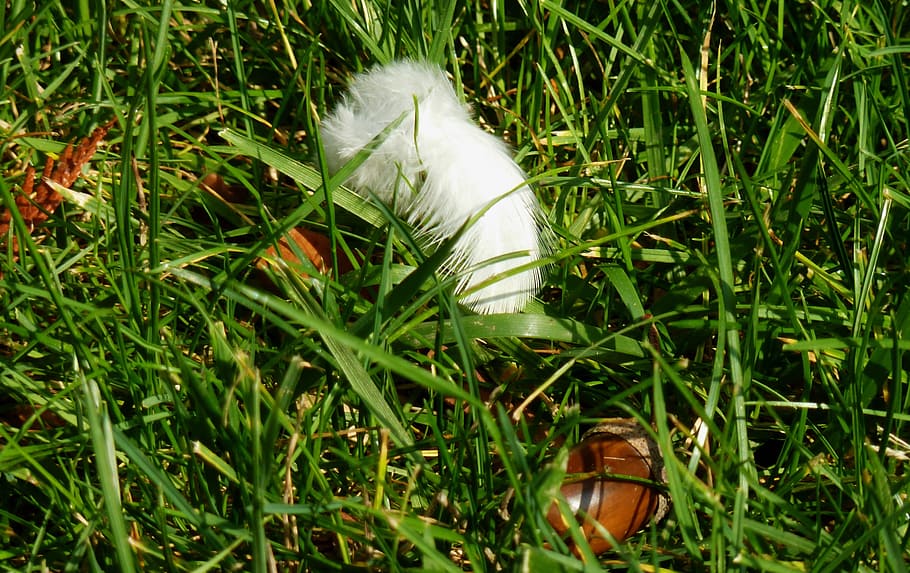 feather, autumn, meadow, nature, leaves, park, fall foliage HD wallpaper